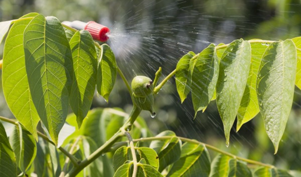 Botanical Insecticides for Gardening