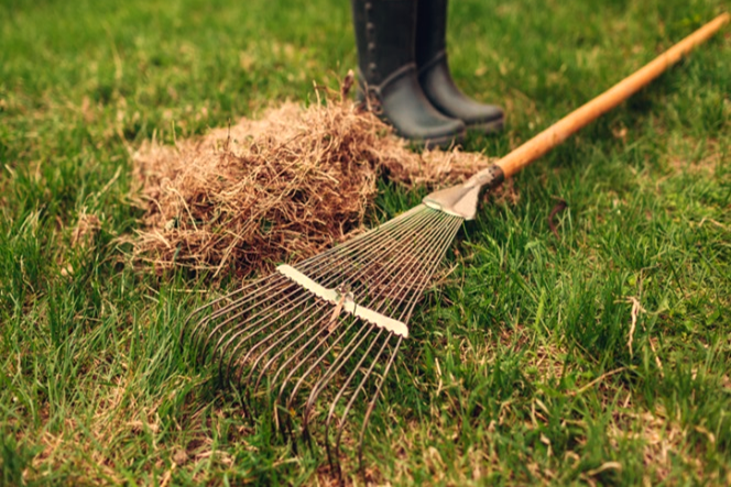 Controlling Thatch in the Lawn