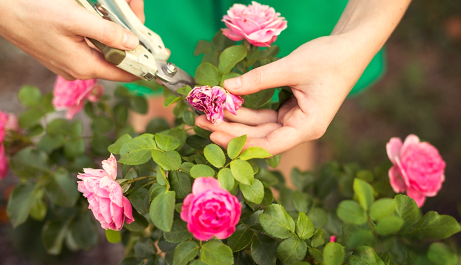 Deadheading the Flowers in your Garden