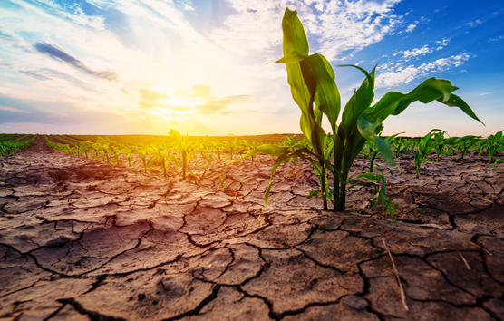 Effects of Drought and Waterlogging On Plants