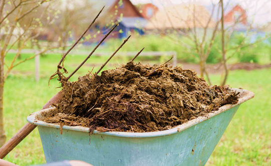 Farmyard Manure For Organic Gardening