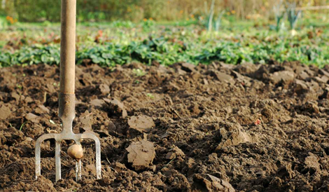 Green Manures for Warm Season