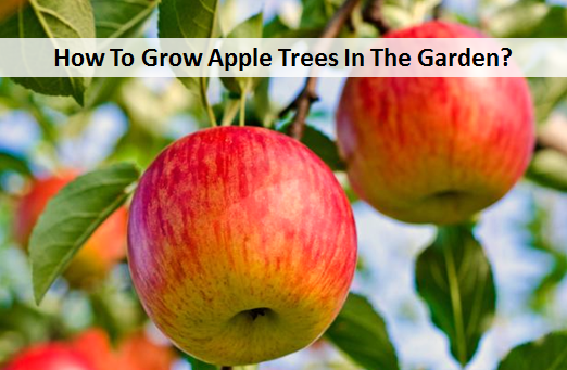 How To Grow Apple Trees In The Garden?