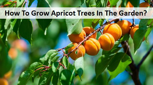 How To Grow Apricot Trees In The Garden?