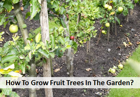 How To Grow Fruit Trees In The Garden?