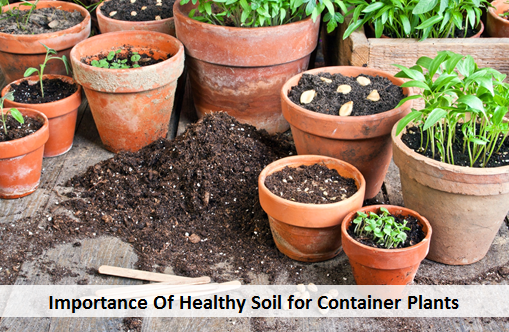 Importance Of Healthy Soil for Container Plants