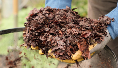 Leaf Mold for Gardening