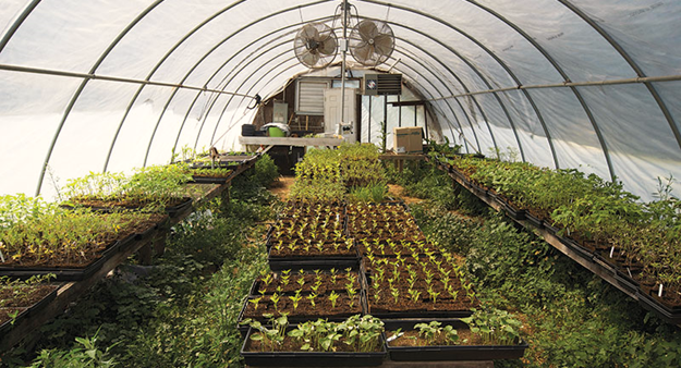 Managing Pests and Pathogens in Greenhouses