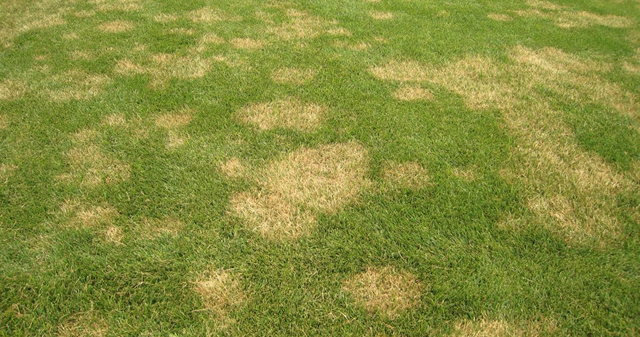 Organic Controls of Turf Diseases