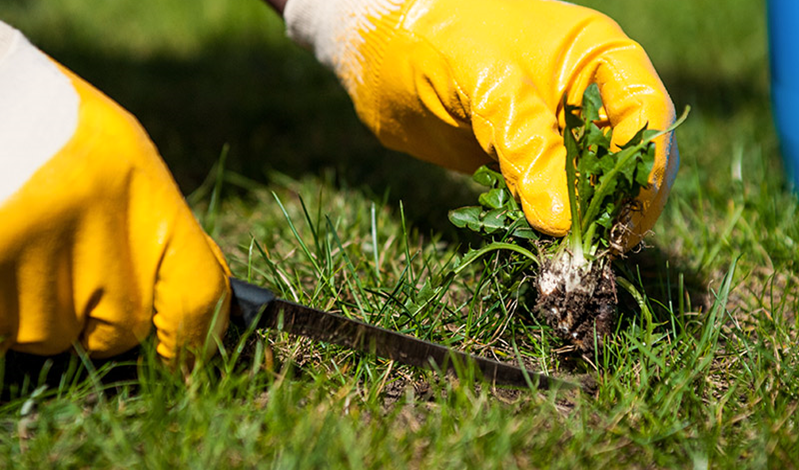 Organic Controls of Turf Weeds