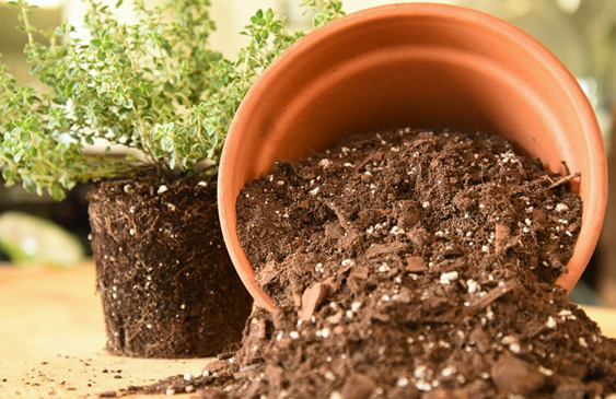 Organic Potting Mixes