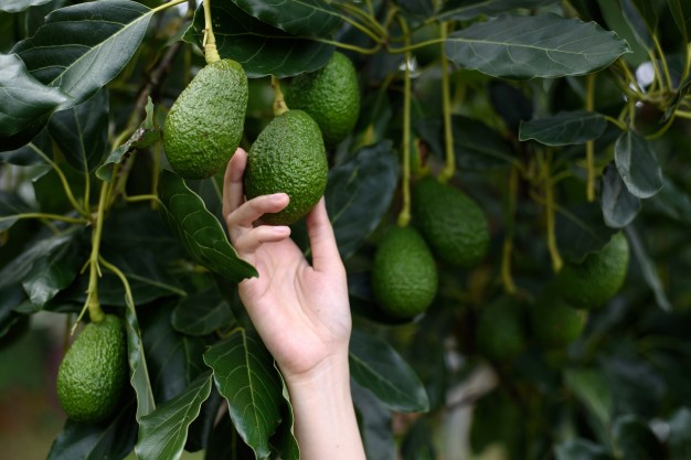 Benefits Of Having Avocados Trees In The Garden