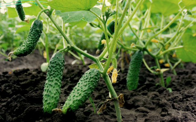 Planting Cucumbers in Open Ground