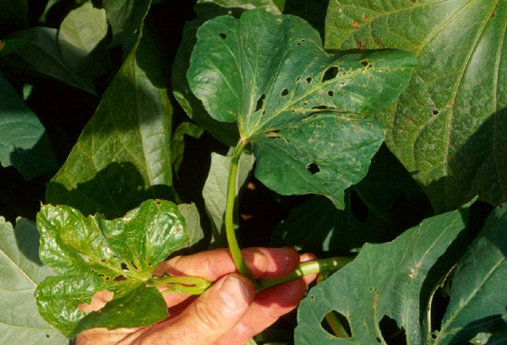 Symptoms of Nutrient Deficiency In Plants