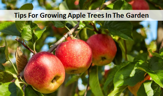 Tips For Growing Apple Trees In The Garden