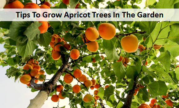 Tips To Grow Apricot Trees In The Garden