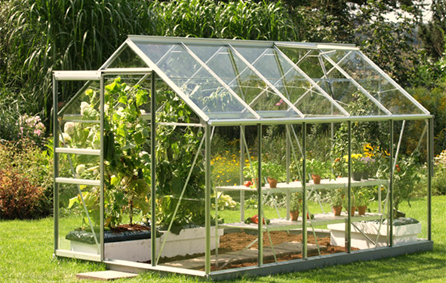 Tips for Growing Plants in Greenhouse