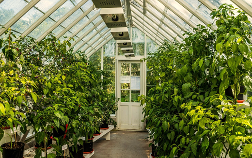Tips for Maintaining Hygiene in Greenhouses