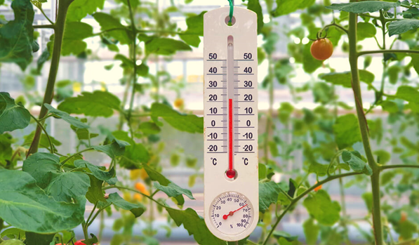 Tips for Maintaining Proper Temperature in Greenhouses