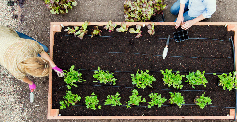 Tips for Planting a Garden Box