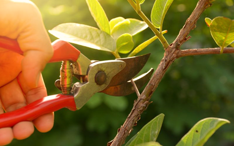 Tips for Pruning the Shrubs