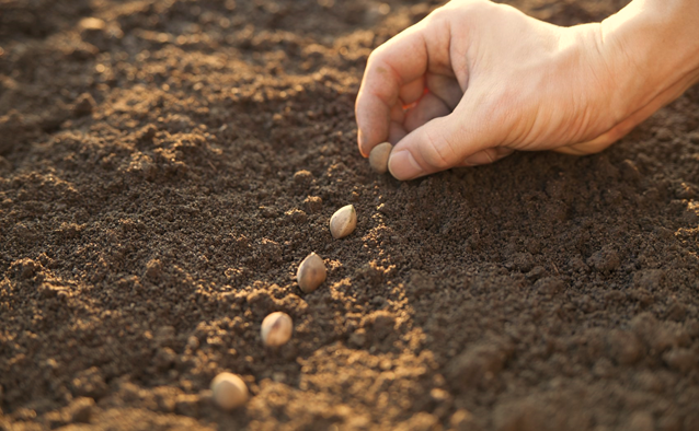 Tips for Sowing Seeds in Open Ground