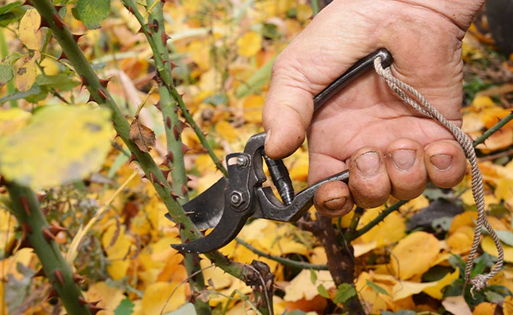 Tips for Successful Pruning of Plants