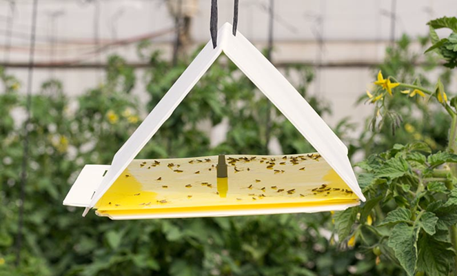 Traps to Control Pests and Insects in the Garden