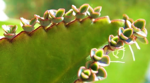 Vegetative Propagation