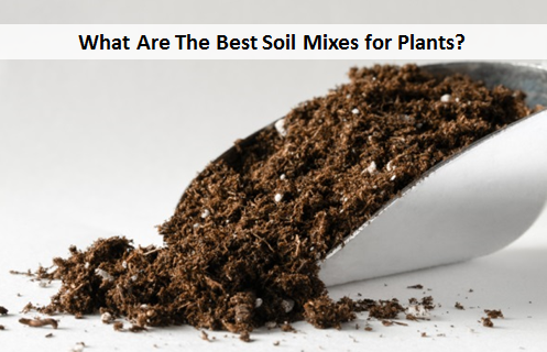 What Are The Best Soil Mixes for Plants?