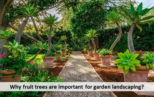 Why fruit trees are important for garden landscaping?