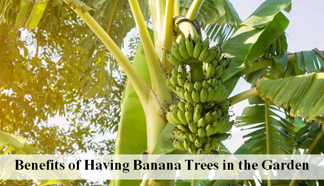 Benefits of Having Banana Trees in the Garden