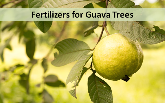 Fertilizers for Guava Trees