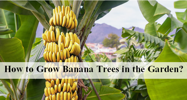 How to Grow Banana Trees in the Garden