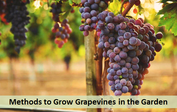 Methods to Grow Grapevines in the Garden