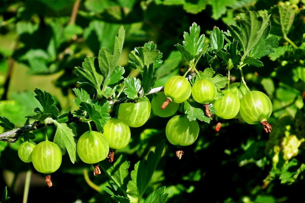 How To Grow Gooseberry Tree In The Garden