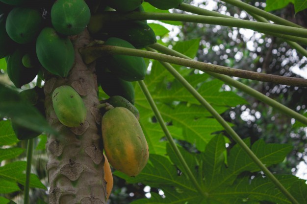 Tips For Pruning Of Papaya Tree