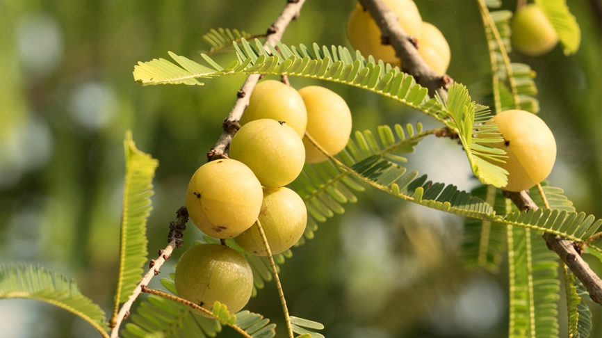 Skincare Benefits Of Gooseberries