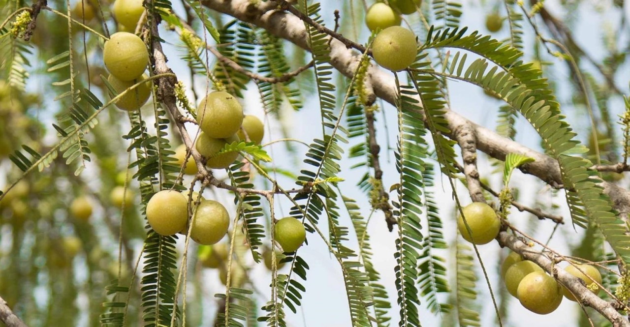 Tips For Pruning Of Gooseberry Plants