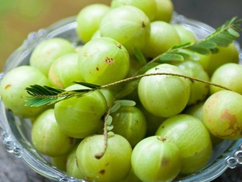 Tips For Taking Care Of Gooseberry Trees