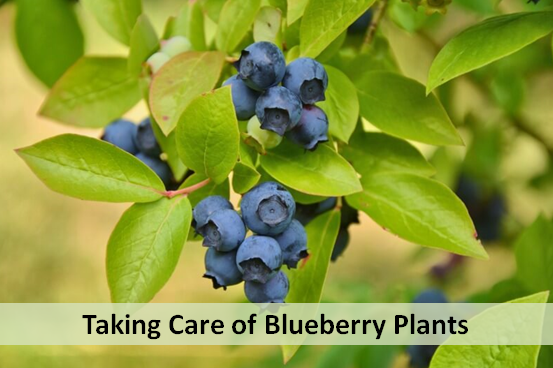 Taking Care of Blueberry Plants
