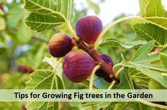 Tips for Growing Fig trees in the Garden