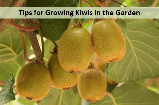 Tips for Growing Kiwis in the Garden