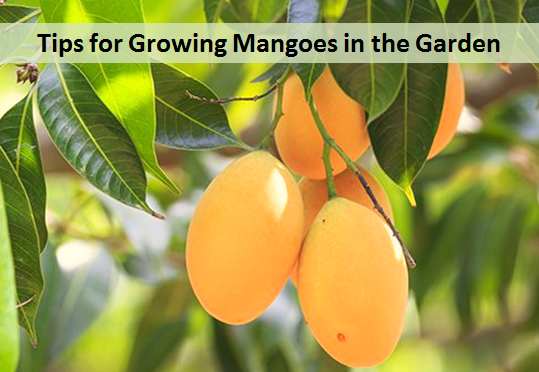 Tips for Growing Mangoes in the Garden