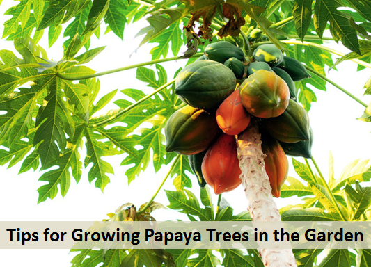 Tips for Growing Papaya Trees in the Garden