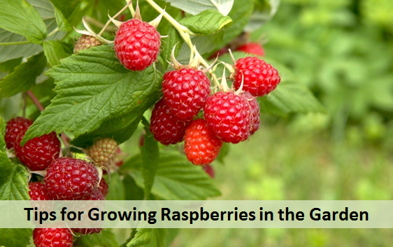 Tips for Growing Raspberries in the Garden