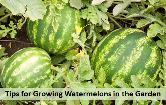 Tips for Growing Watermelons in the Garden