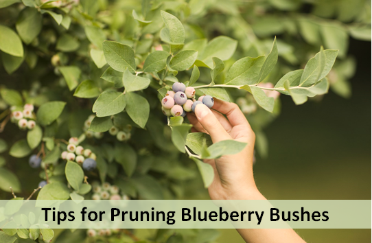 Tips for Pruning Blueberry Bushes