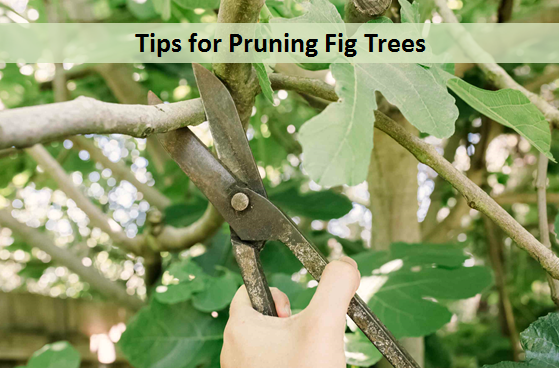 Tips for Pruning Fig Trees