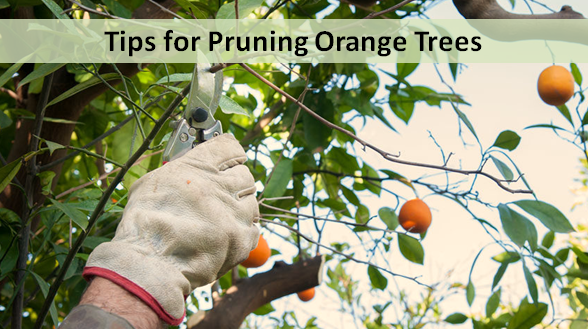 Tips for Pruning Orange Trees